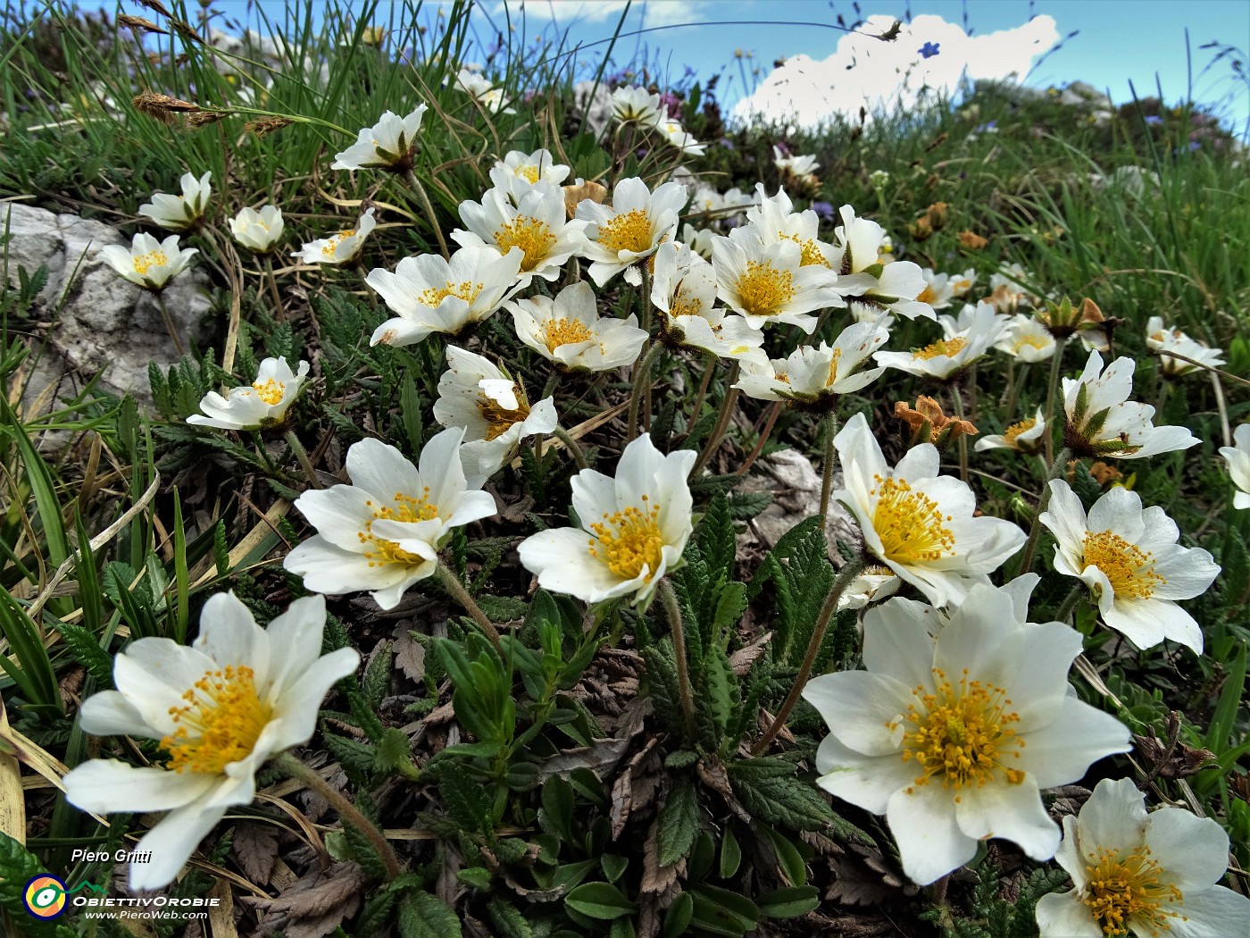 03 Camedrio alpino (Dryas octopetala) esplosione in Alben.JPG